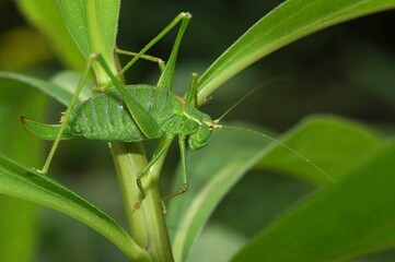 Closeup on an adult female speckled bush cricket, Leptophyes punctatissima, in the garden