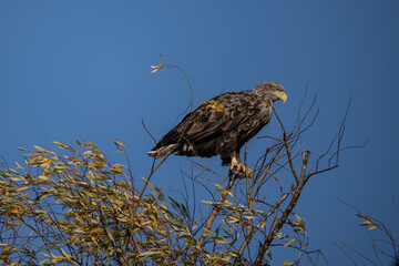 a white-tailed eagle sitting on a tree branch spreading its wings on a sunny autumn day