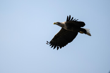 white-tailed eagle flies in the sky with its wings spread on a sunny autumn day over the river