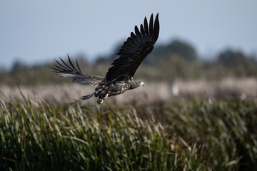 white-tailed eagle flies in the sky with its wings spread on a sunny autumn day over the river