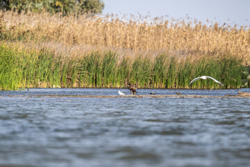 white-tailed eagle swoops over the water and catches fish on a sunny autumn day on the river