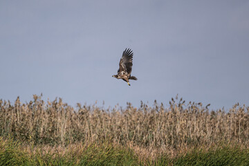 white-tailed eagle swoops over the water and catches fish on a sunny autumn day on the river