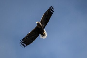 white-tailed eagle flies in the sky with its wings spread on a sunny autumn day over the river