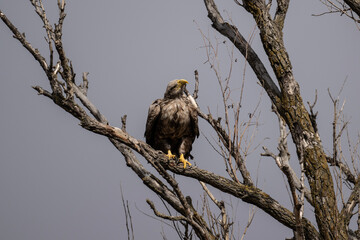 a white-tailed eagle sitting on a tree branch spreading its wings on a sunny autumn day