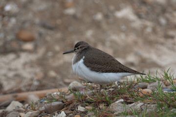 Little bird