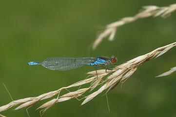 Natural closeup on the Small Red-eyed Damselfly, Erythromma viridulum, perched on dried grass © Henk