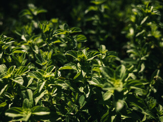 green leaves background