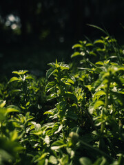 leaves in the garden