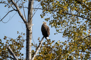 a white-tailed eagle sitting on a tree branch spreading its wings on a sunny autumn day