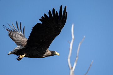 white-tailed eagle flies in the sky with its wings spread on a sunny autumn day over the river