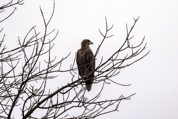 a white-tailed eagle sitting on a tree branch spreading its wings on a sunny autumn day