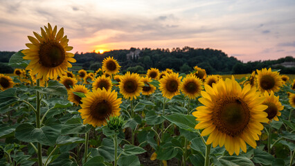Sunflower field at sunset in Provence, France