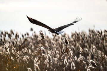 white-tailed eagle flies in the sky with its wings spread on a sunny autumn day over the river - Powered by Adobe