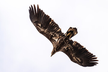 white-tailed eagle flies in the sky with its wings spread on a sunny autumn day over the river