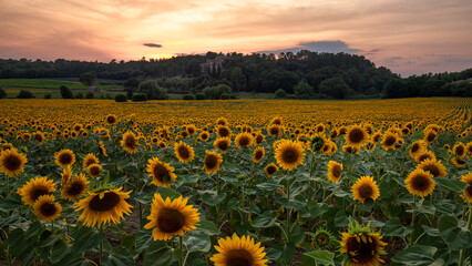 Obraz premium Sunflower field at sunset in Provence, France