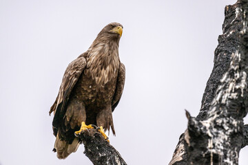 a white-tailed eagle sitting on a tree branch spreading its wings on a sunny autumn day