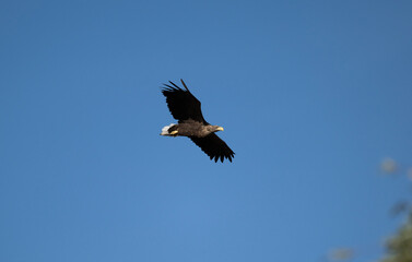 a white-tailed eagle soaring in the air with its wings spread on a sunny autumn day