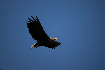 a white-tailed eagle soaring in the air with its wings spread on a sunny autumn day