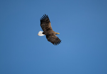 a white-tailed eagle soaring in the air with its wings spread on a sunny autumn day
