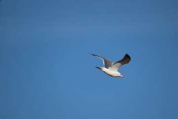 a white-tailed eagle soaring in the air with its wings spread on a sunny autumn day