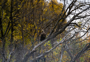 a white-tailed eagle sitting on a tree branch spreading its wings on a sunny autumn day