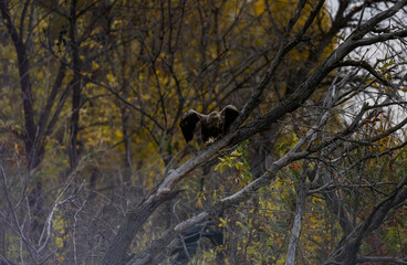 a white-tailed eagle sitting on a tree branch spreading its wings on a sunny autumn day