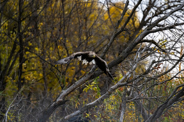 a white-tailed eagle soaring in the air with its wings spread on a sunny autumn day