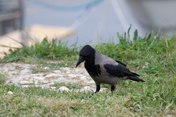 Little bird