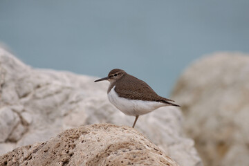 Little bird