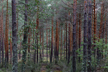 Naklejka premium Scots pine forest with melojo oak shoots. Pinus sylvestris. Quercus pyrenaica. Camposagrado Pine Forest, León, Spain.