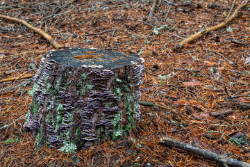 Trametes versicolor. Multicolored tinderbox, Turkey Tail, on pine stump.