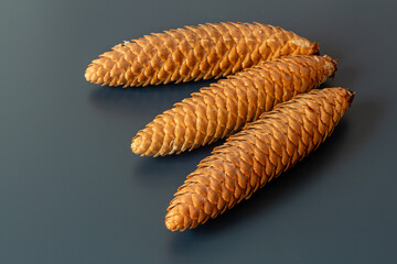 Cones or Cones of Common, Norwegian or European Spruce. Picea abies.