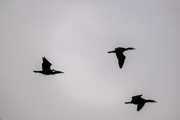 black cormorants fly in a flock on a sunny autumn day
