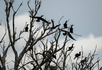 black cormorants sit on a dry tree on a sunny autumn day