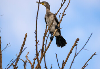 black cormorants sit on a dry tree on a sunny autumn day