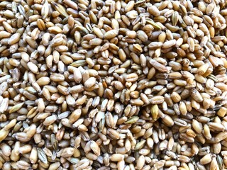 Collection of wheat, Nutrition and health, Wheat close-up