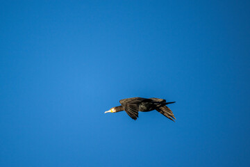 black cormorants fly in a flock on a sunny autumn day