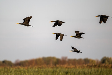 black cormorants fly in a flock on a sunny autumn day
