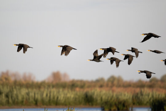 black cormorants fly in a flock on a sunny autumn day