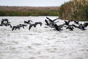 Fototapeta premium black cormorants fly in a flock on a sunny autumn day