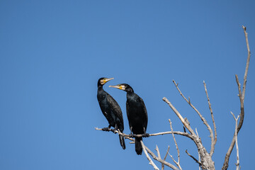 black cormorants sit on a dry tree on a sunny autumn day
