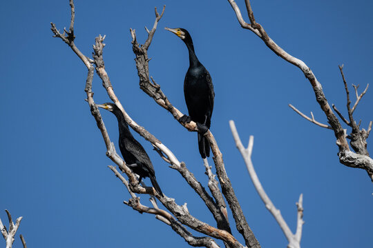 black cormorants sit on a dry tree on a sunny autumn day