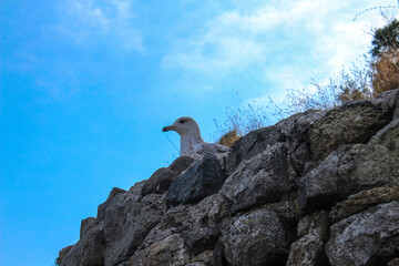 Seagull watching Istanbul from above..