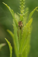 Vertical closeup on a Metellina segmentata, hanging in the grass