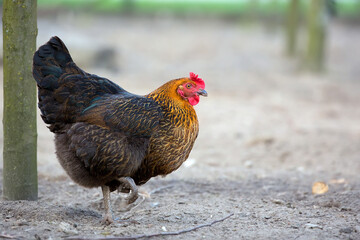 Hen on the farm
