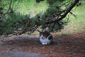 Obraz na płótnie Canvas 松の木の枝の下で丸くなる地域猫