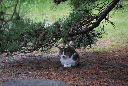 松の木の枝の下で丸くなる地域猫