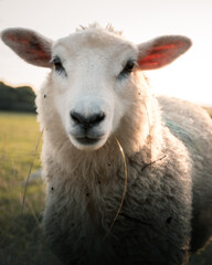 Obraz premium A sweet young lamb looks directly at you