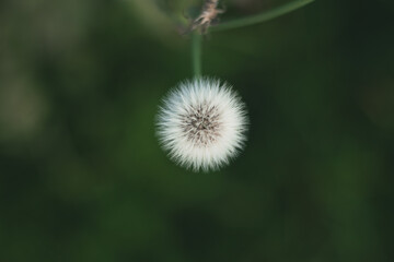 A dandelion against a dark green background
