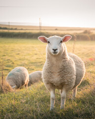 Fototapeta premium A sweet young lamb looks directly at you